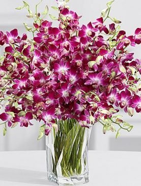 Exclusive Purple Birthday Orchids
