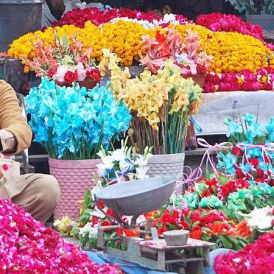 Floriculture: Fast Growing Sector of Pakistan