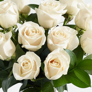 10 Long Stemmed White Roses - Send White Flowers to Lahore Pakistan - Proflowers.pk