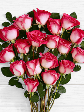 20 Pink Pearl Roses
