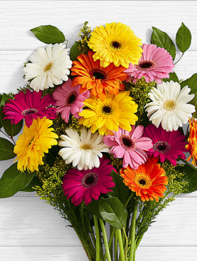 Colorful Birthday Daisies