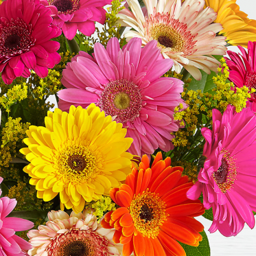 Colorful Birthday Daisies - Send flowers to Pakistan - Proflowers.pk