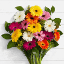 Colorful Birthday Daisies