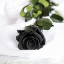 Single Black Rose